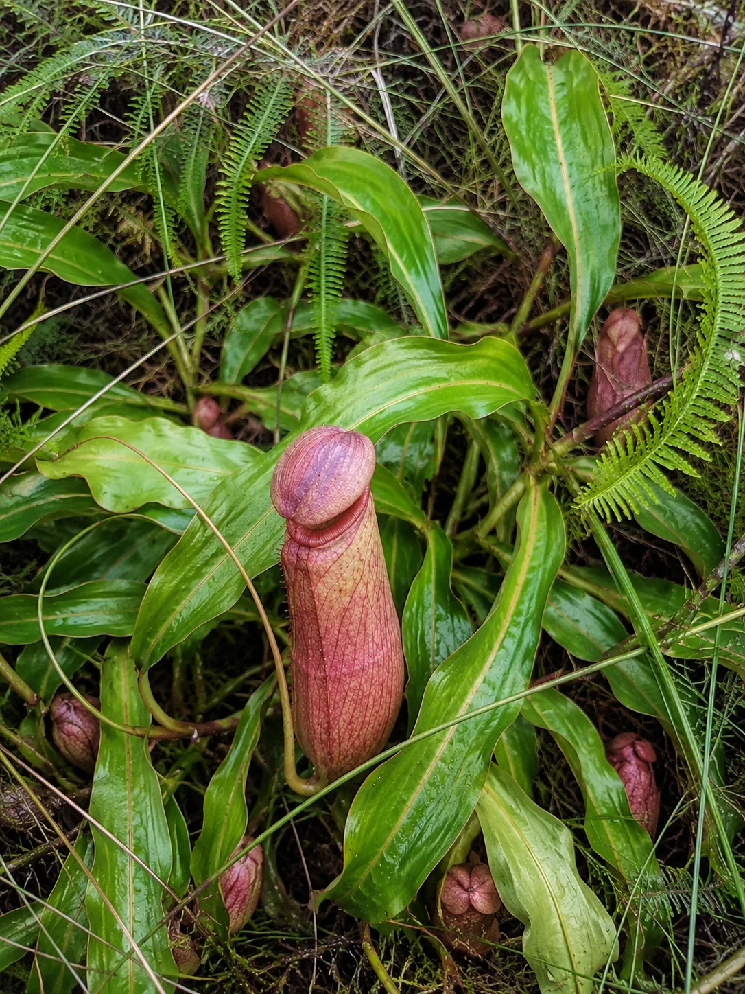Traditional Indonesian herbs